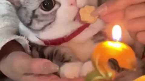 Best animal videos of The month 😂👌