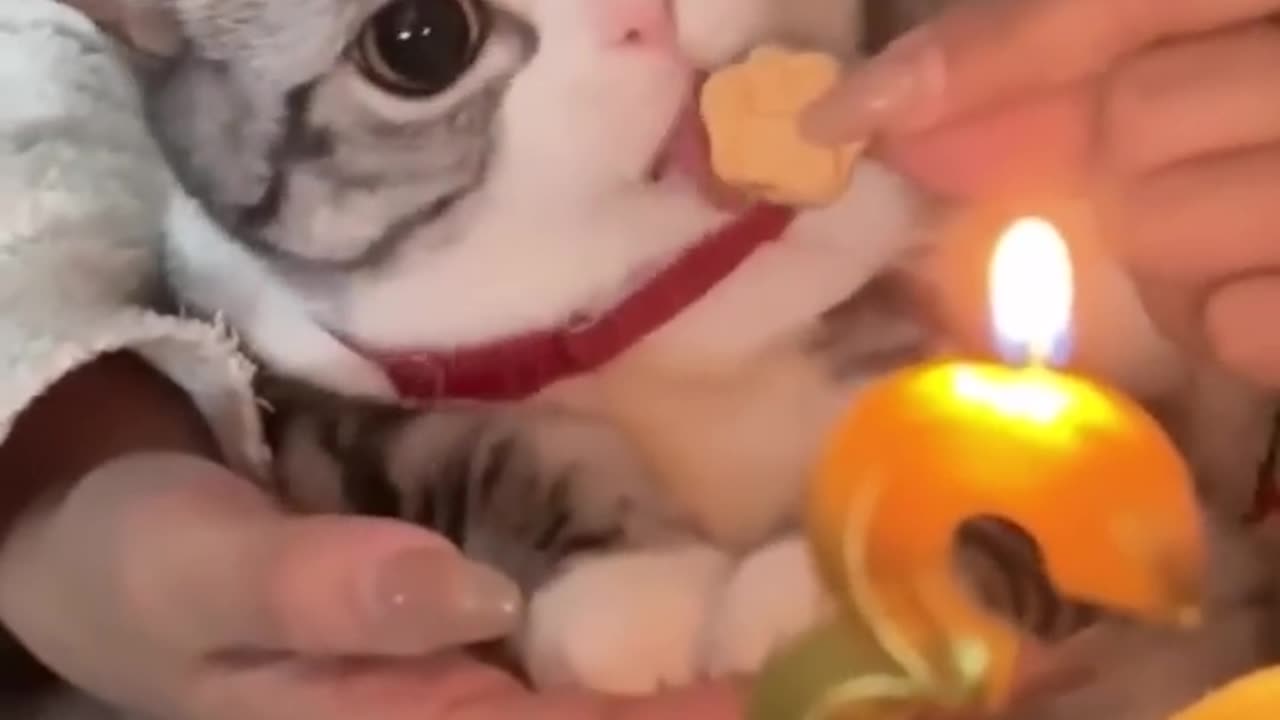 Best animal videos of The month 😂👌