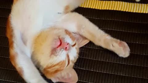 cat weird sleeping positions