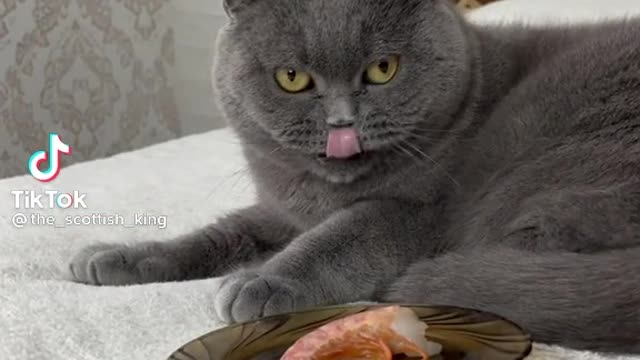 cute cat 🐈🐈