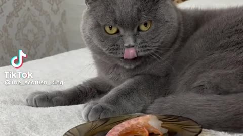 cute cat 🐈🐈