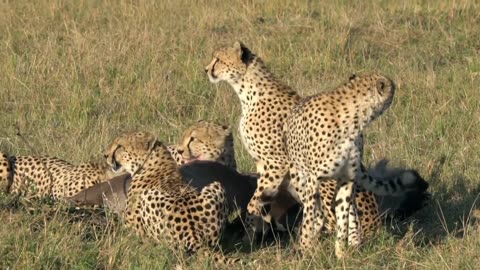 Animal video, wild animal, animal life in Forest.