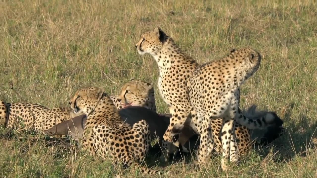 Animal video, wild animal, animal life in Forest.