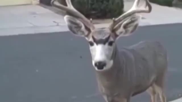 Animal Rescue They may have been starved for days. 🦌🦌🦌