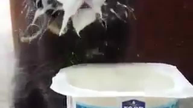 This cat obsessed with milk 🐈