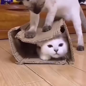 Cat anger video very funny video 😸