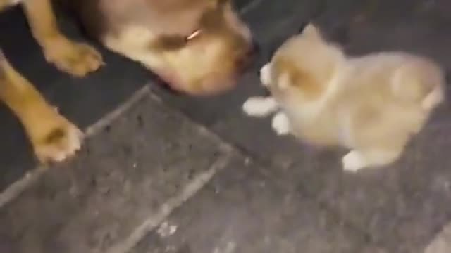 Cat and dogs compilation 1