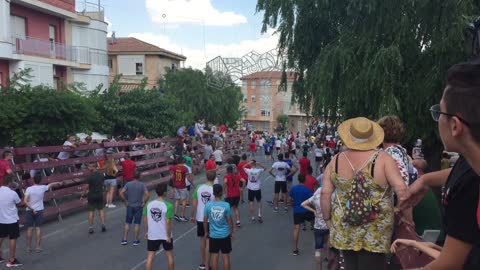 Oblivious Guy Caught by Two Bulls