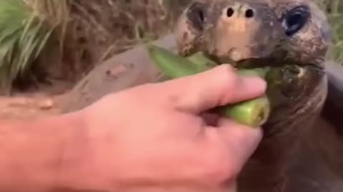 Funny animals!!!🤣2023