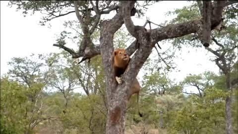 Thank You Father for creation