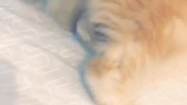 Cute Cat Attacks The Camera