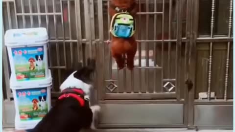 Dog opened door funny dogs 🤣