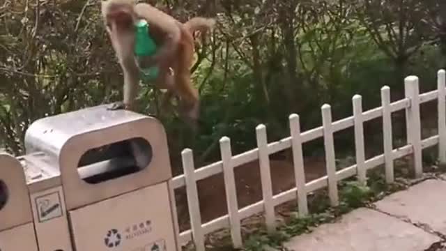 A Monkey stole a water bottle