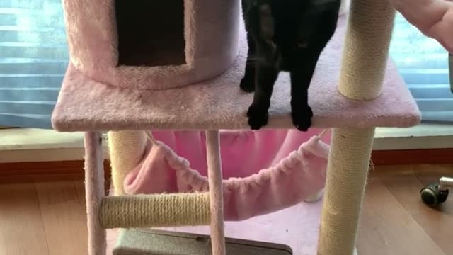 I don't know if I have a cat or a dog