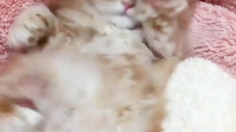 Rolling kittens