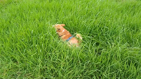 Mr. Duke Loves a Good Roll in the Hay