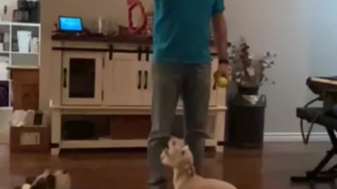 High jumping White Chocolate Schnauzer