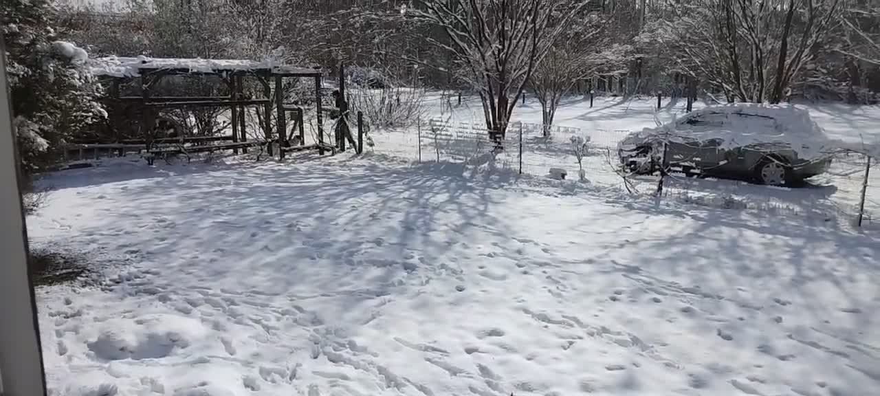 Dog having fun the Snow and Sun !