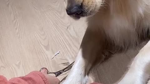 Dog hates hair cut