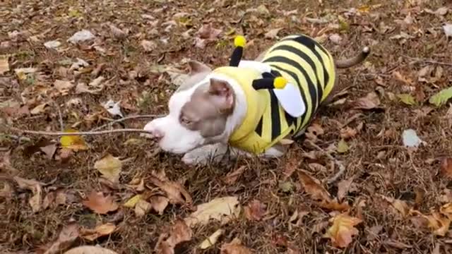 Dog backyard brown leaves bumble bee costume