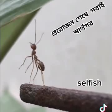 Funny Video Clips # 15