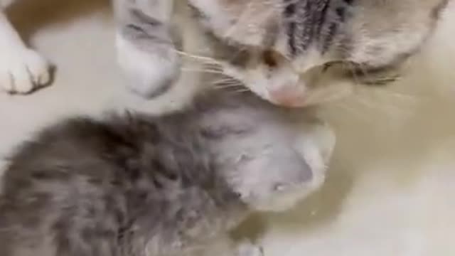 Lovely Cat, black cat, cats, funny cats, funny cat videos 1683