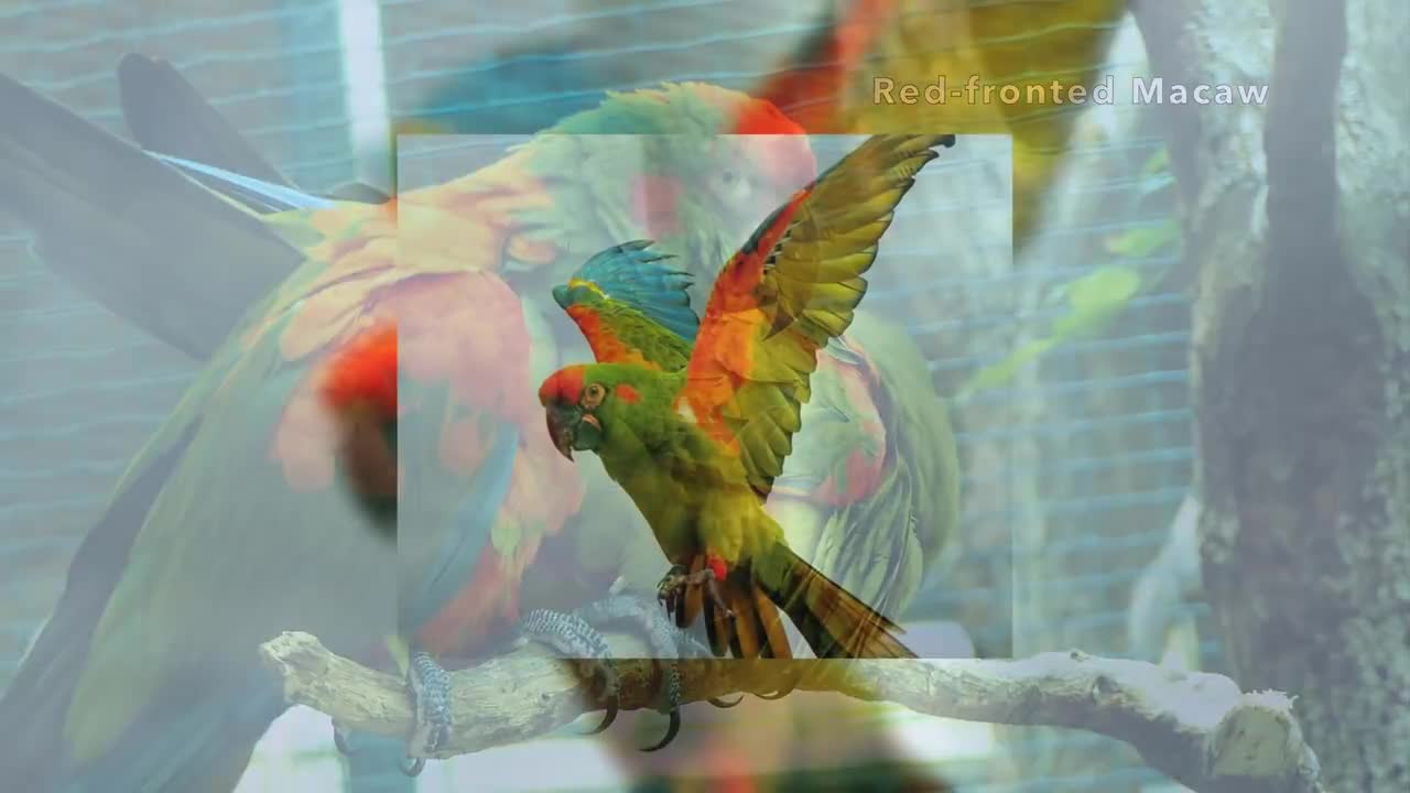 Most Beautiful Macaws on Planet Earth