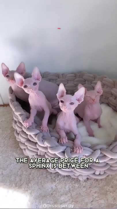 Sphynx 🐱 One Of The Most Expensive Cats In The World #shorts #sphynx #cat