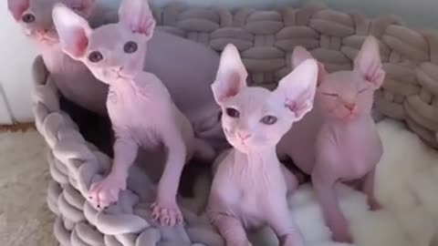 Sphynx 🐱 One Of The Most Expensive Cats In The World #shorts #sphynx #cat