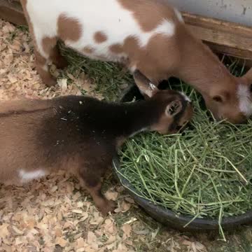 Baby Goats In The Barn
