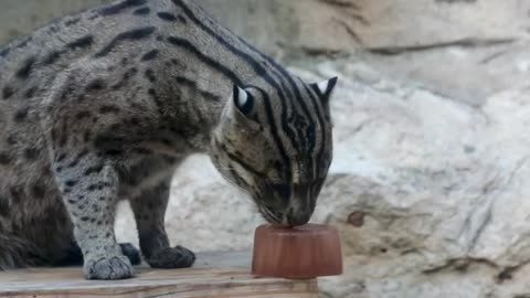 Dusky is beating the heat with one of his favorite snacks - a fishsicle! 🐱🐟