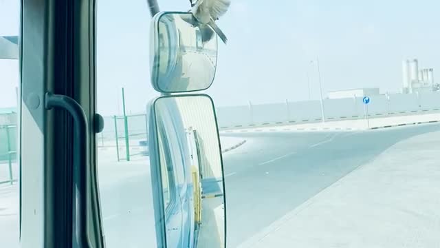 Bird trying to go mirror world