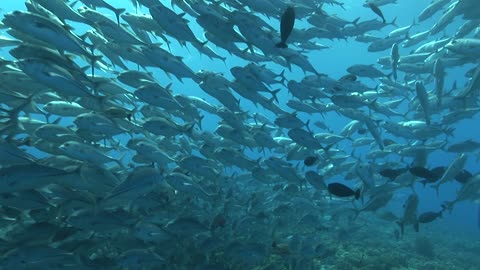 Shoal of fish