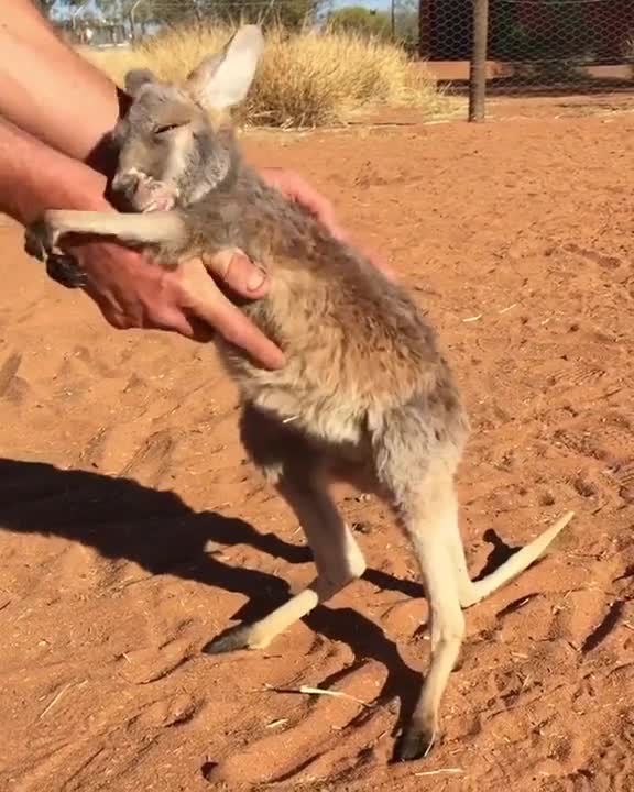 Baby kangaro love to cuddle.mp4