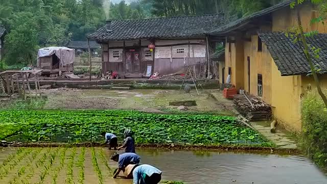 Farming in Asia ||🐼 agriculture is culture