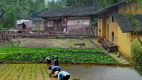 Farming in Asia ||🐼 agriculture is culture