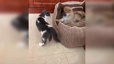 Baby Cats Video - Funny and Cute Cat Videos