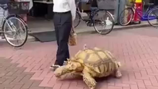 Man Takes Daily Walks With His Giant African Tortoise