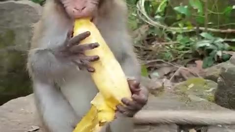 Small BB monkey enjoying eat banana !!!🐒🐒🐒