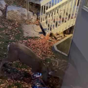 wild 😱😱😱😱