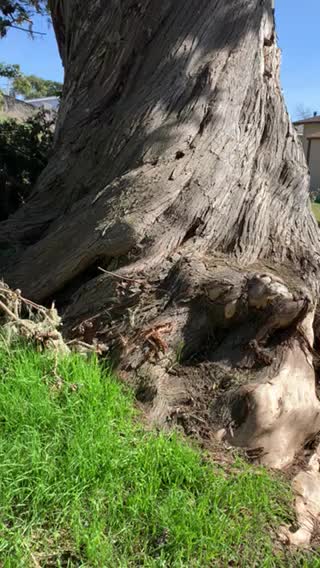 Stunning Gnarly Old Tree in San Simeon California