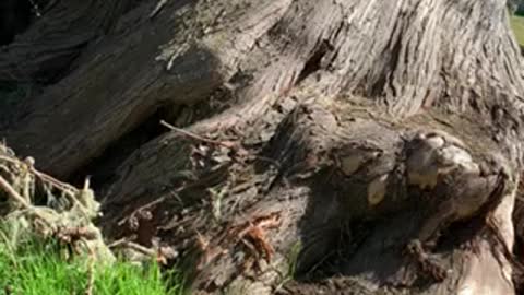 Stunning Gnarly Old Tree in San Simeon California