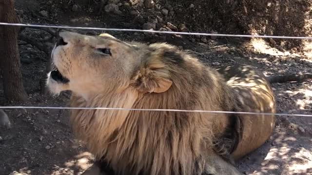 Lion butifull voice #WildLifeVideos #AnimalVideos #WildlifePhotography #lion