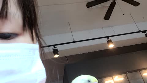 A yellow parrot sitting on a girl's shoulder.