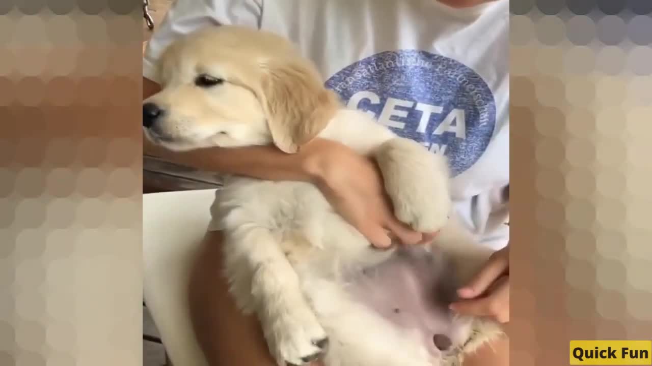 Golden Retrievers Funny Video