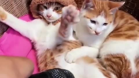 Funny & Cute Cats Compilation (TikTok) #shorts 😻