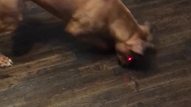 Dog Can’t Catch the Red Dot