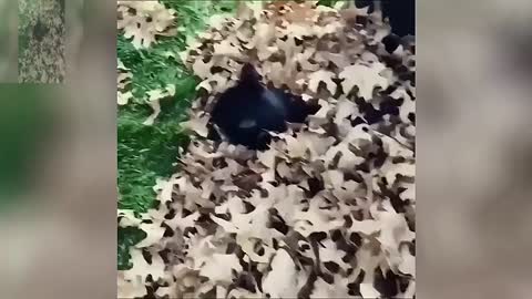 The black cat hiding in the leaf pile