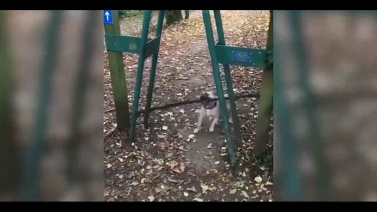 Funny cats video