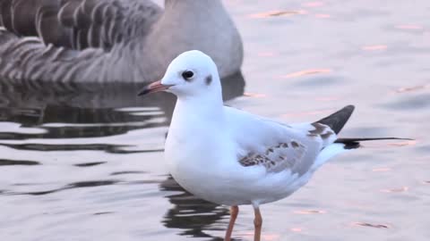 Amazing Beautiful Birds | Freedom